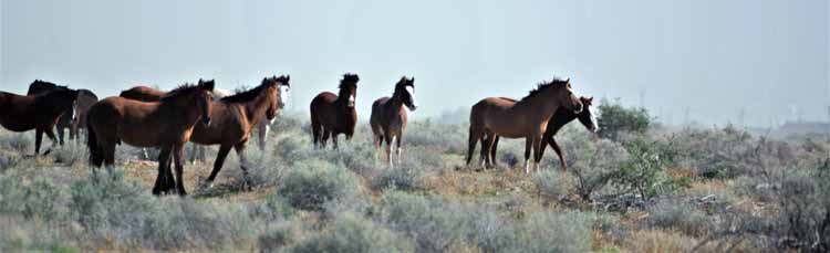 mustangs